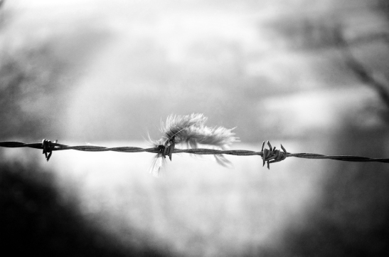 Feather_BarbedWire
